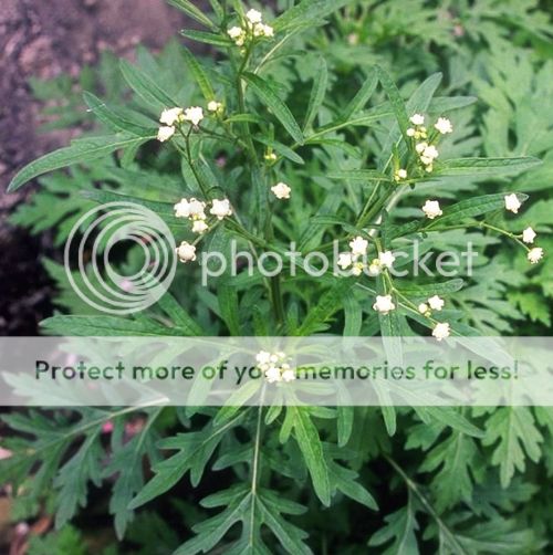 Sambong Or Blumea Balsamifera Plant And Tea Printable Wall Art